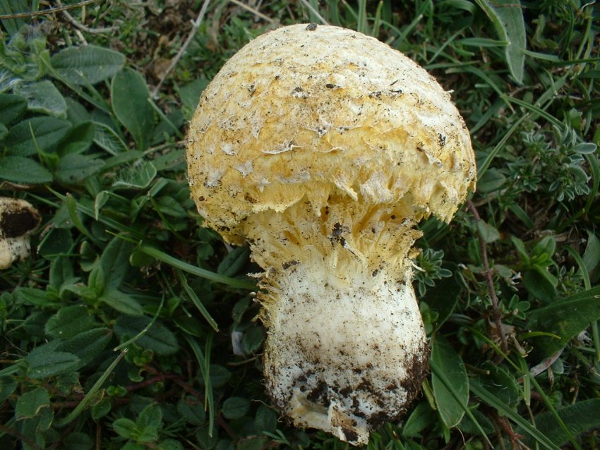Floccularia luteovirens